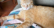 Pikachu is registered to the contest to win money with this photo: cat, orange_tabby, sleeping, quilt, patchwork, couch, indoor, furniture, relaxing, pet, fur, paw, whiskers, home, cozy, resting, animal, domestic_cat, living_room, wood_floor