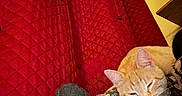 Pikachu is registered to the contest to win money with this photo: animal, blanket, cat, closeup, cozy, crochet, furniture, home, indoor, knitting, orange_cat, pet, quilted, red_curtain, relaxed, resting, sleeping, soft_lighting, textile, yellow_wall
