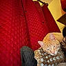 Pikachu is registered to the contest to win money with this photo: cat, orange_cat, sleeping, blanket, crochet, red_curtain, quilted, indoor, cozy, furniture, home, resting, pet, animal, yellow_wall, relaxed, soft_lighting, closeup, textile, knitting