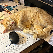Pikachu joined the competition — help win amazing prizes! calendar, cat, closeup, clutter, computer, curled_up, desk, feline, ginger_cat, indoor, mouse, mouse_device, nap, office, papers, relaxed, sleeping, tabby, wooden_desk, workstation