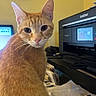 Pikachu is registered to the contest to win money with this photo: animal, cat, closeup, clutter, computer_screen, curious, desk, domestic_animal, ear, feline, home, indoor, office, orange_tabby, paper, pet, printer, technology, whiskers, yellow_wall