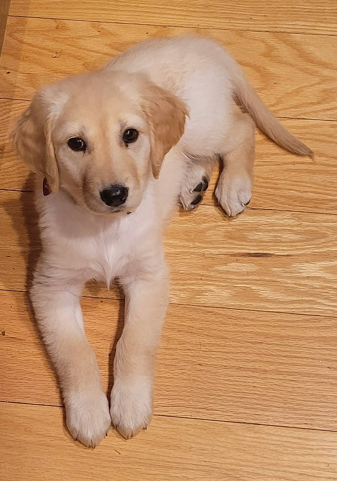 Kimber is registered to the contest to win money with this photo: beige, brown, carnivore, companion_dog, dog, dog_breed, fawn, floor, flooring, hardwood, laminate_flooring, retriever, skin, snout, tan, terrestrial_animal, wood, wood_flooring, wood_stain, working_animal