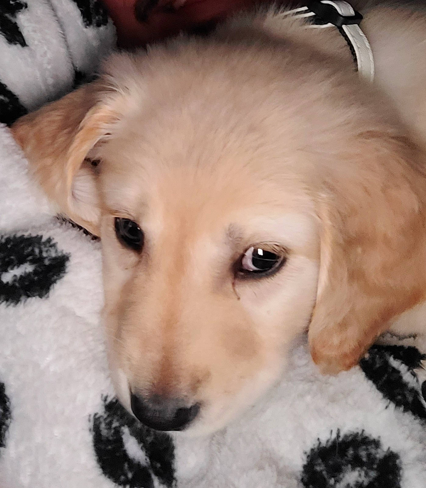 Kimber joined the competition — help win amazing prizes! canidae, carnivore, companion_dog, dog, dog_breed, dog_supply, fur, iris, labrador_retriever, retriever, skin, snout, snow, sporting_group, terrestrial_animal, vertebrate, whiskers, working_animal, working_dog, yellow