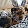 Brutus a rejoint le concours — aidez-le/la à gagner de superbes lots ! animal, black_fur, blanket, brown_fur, bunny_ears, costume, couch, cozy, cute, dog, domestic_animal, ears, fur, furry, indoor, patterned_blanket, pet, pom_pom_tail, resting, small_dog