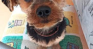 Brutus participe au concours pour gagner de l'argent avec cette photo : canidae, carnivore, companion_dog, dog, dog_breed, dog_clothes, dog_supply, fawn, fur, liver, small_terrier, snout, sporting_group, terrestrial_animal, terrier, toy_dog, whiskers, working_animal