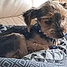 Brutus a rejoint le concours — aidez-le/la à gagner de superbes lots ! animal, bed, blanket, collar, companion, cozy, cute, dog, domestic, ears, face, fur, furniture, indoor, looking_away, pet, relaxed, resting, small_dog, sofa
