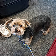 Brutus participe au concours pour gagner de l'argent avec cette photo : accessory, brown_and_black, carpet, companion, curious, cute, dog, domestic_animal, floor, fur, indoor, leash, looking_up, luggage, pet, shoe, small_dog, standing, suitcase, travel_bag