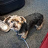 accessory, brown_and_black, carpet, companion, curious, cute, dog, domestic_animal, floor, fur, indoor, leash, looking_up, luggage, pet, shoe, small_dog, standing, suitcase, travel_bag