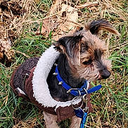 Brutus a rejoint le concours — aidez-le/la à gagner de superbes lots ! animal, blue_collar, brown_jacket, canine, closeup, curious, dog, ears, fleece, fur, grass, leash, leaves, nature, outdoor, pet, small_dog, snout, standing, winter_clothing