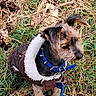 dog, small_dog, grass, leaves, brown_jacket, fleece, blue_collar, leash, outdoor, pet, animal, fur, ears, snout, nature, curious, standing, closeup, canine, winter_clothing