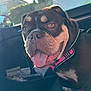 animal, brown_dog, canine, car_interior, closeup, companion, daylight, dog, domestic_animal, happy, leisure, outdoor_view, pet, pink_harness, seat, smiling, sunlight, tongue_out, transport, window