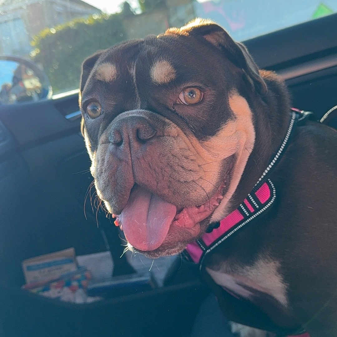 Vaïna participe au concours pour gagner de l'argent avec cette photo : animal, brown_dog, canine, car_interior, closeup, companion, daylight, dog, domestic_animal, happy, leisure, outdoor_view, pet, pink_harness, seat, smiling, sunlight, tongue_out, transport, window