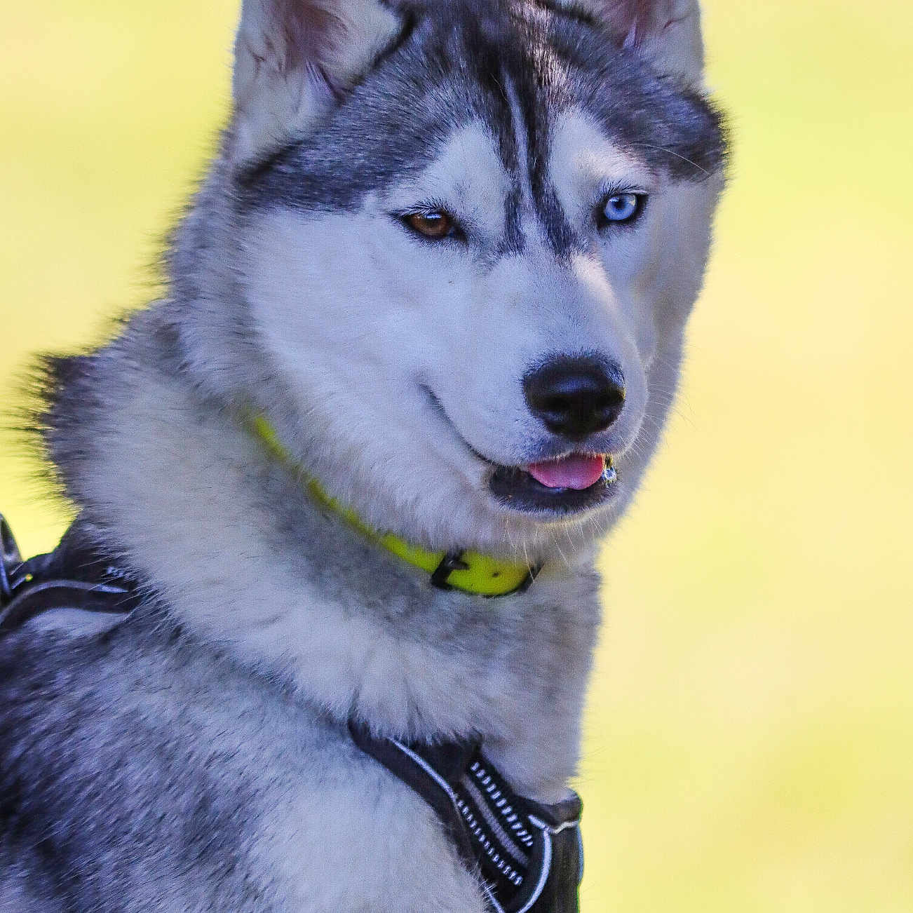 Toundra participe au concours pour gagner de l'argent avec cette photo : accessories, animal, bodypart, canine, collar, dog, eskimodog, husky, leash, mouth, person, pet, puppy, snout, tongue, whitedog