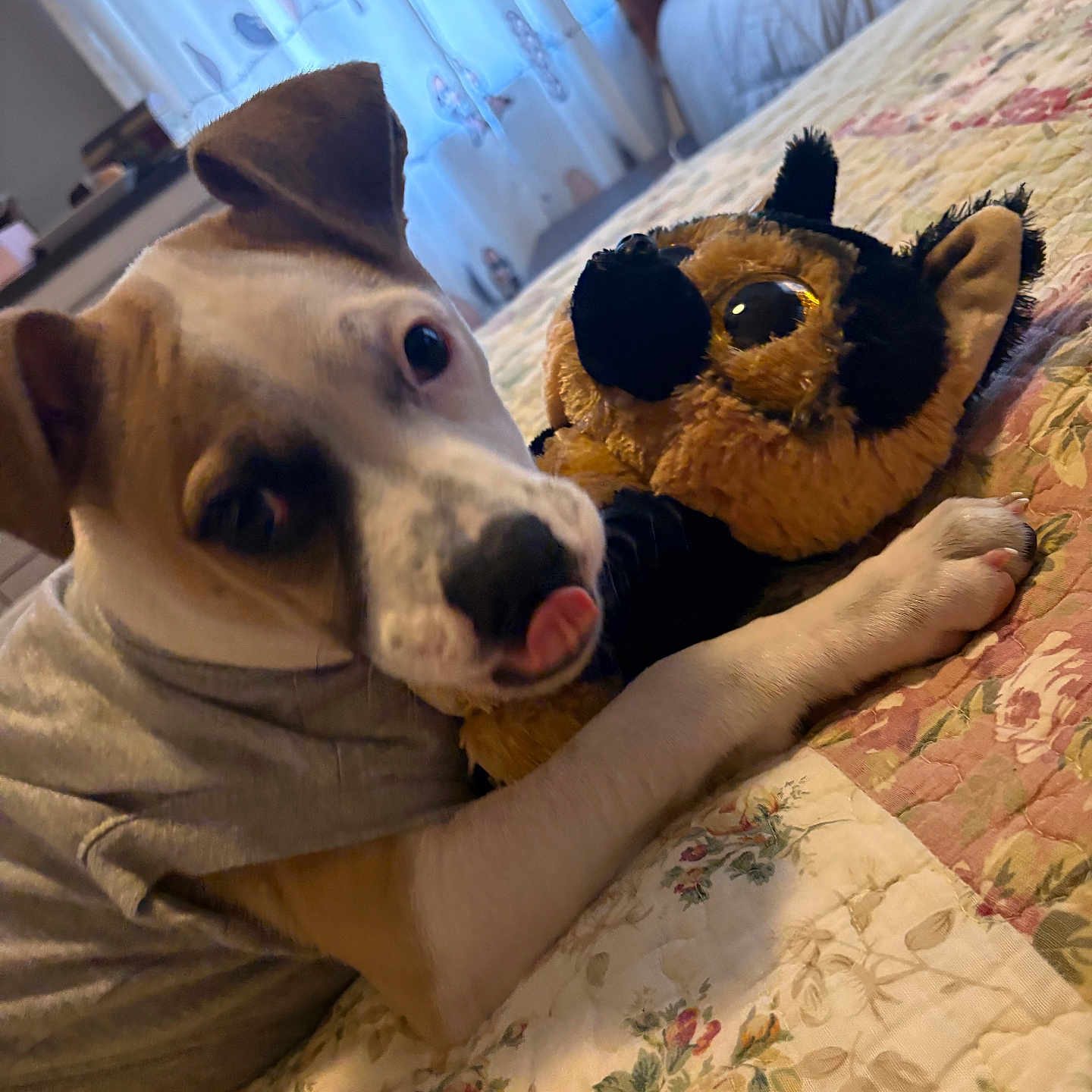 Lilly Belle joined the competition — help win amazing prizes! animal, bed, cozy, curtain, cute, dog, floral_pattern, home, indoor, pet, playful, plush_toy, puppy, quilt, resting, shirt, soft_light, tongue_out, toy, window