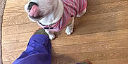 Lilly Belle is registered to the contest to win money with this photo: puppy, dog, pink_sweater, wooden_floor, person, purple_pants, green_shoes, indoor, pet, cute, tongue_out, playful, small_dog, looking_up, ears_up, tail_up, floor, animal, companion, domestic_animal