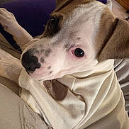 Lilly Belle is registered to the contest to win money with this photo: dog, puppy, blanket, indoor, cozy, resting, close_up, brown_and_white, snout, ears, fur, soft_texture, comfort, pet, animal, warm, relaxed, couch, purple_background, domestic