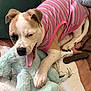 Lilly Belle joined the competition — help win amazing prizes! puppy, dog, pink_shirt, stuffed_toy, bed, paw, tongue, yawning, chew_toy, green_pillow, brown_blanket, playful, cute, animal, pet, indoor, resting, fur, white, tan