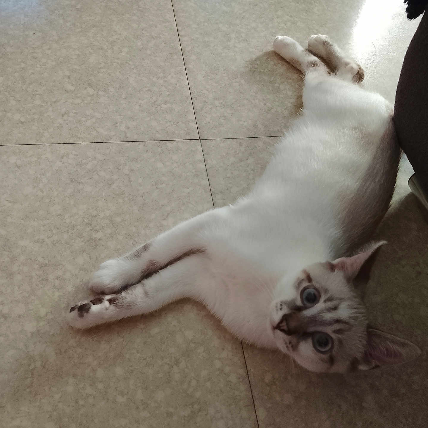 Simba a rejoint le concours — aidez-le/la à gagner de superbes lots ! animal, blue_eyes, cat, curious, domestic_cat, ears, feline, floor, home, indoor, looking_up, lying_down, paws, pet, relaxed, resting, tile, whiskers, white_fur, young_cat