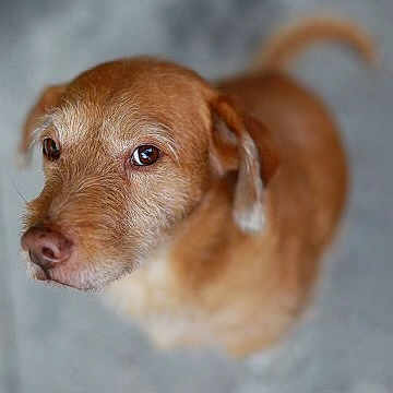 Routch a rejoint le concours — aidez-le/la à gagner de superbes lots ! dog, brown_dog, pet, canine, fur, looking_up, close_up, portrait, animal, domestic_animal, whiskers, ears, snout, eyes, cute, friendly, mammal, indoor, companion, background_blur