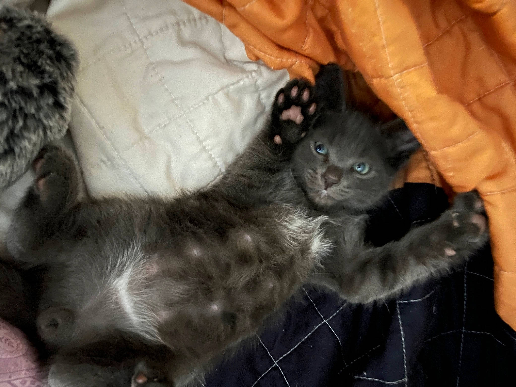 Green Bean is registered to the contest to win money with this photo: black_cat, carnivore, cat, claw, comfort, domestic_short_haired_cat, felidae, fur, grey, pattern, paw, small_to_medium_sized_cats, tail, terrestrial_animal, whiskers