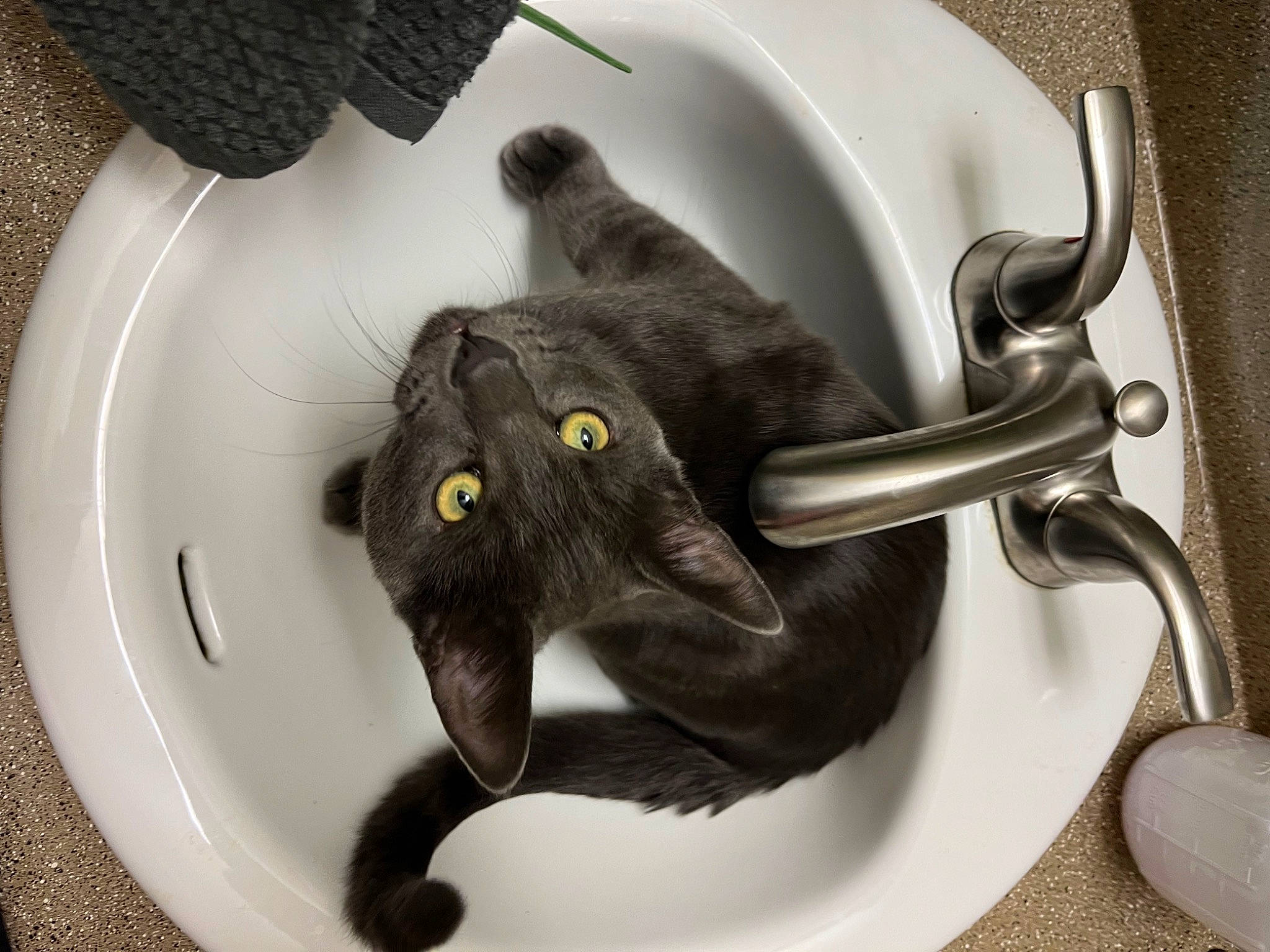 Green Bean joined the competition — help win amazing prizes! black_cat, carnivore, cat, domestic_short_haired_cat, ear, felidae, fur, grey, mammal, plant, plumbing, plumbing_fixture, product, small_to_medium_sized_cats, snout, stuffed_toy, tail, toy, vertebrate, whiskers