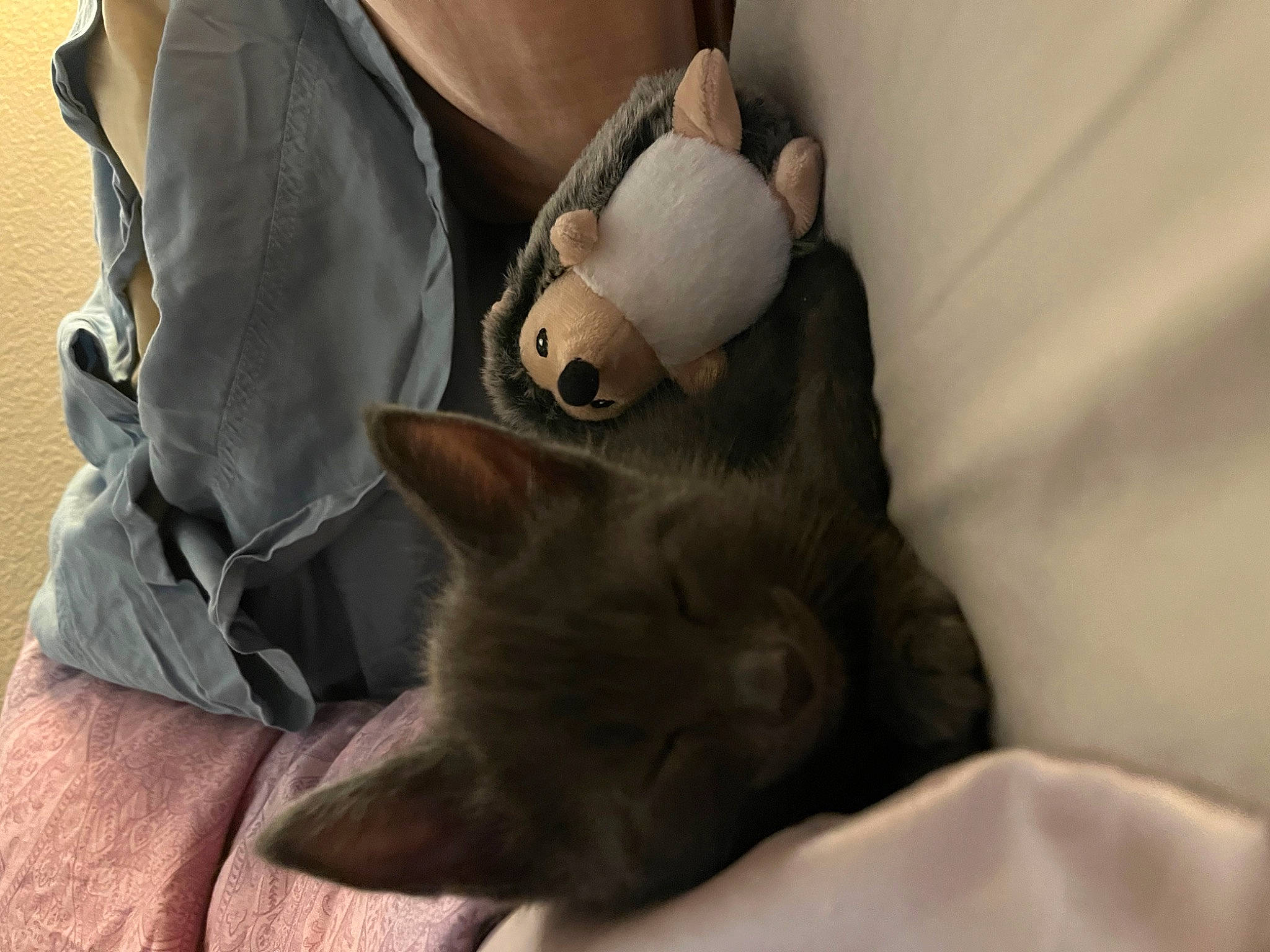 Green Bean joined the competition — help win amazing prizes! bag, canidae, carnivore, cat, comfort, companion_dog, dog_breed, domestic_short_haired_cat, ear, eyewear, fawn, felidae, fur, grey, human_leg, sleeve, small_to_medium_sized_cats, snout, tail, whiskers