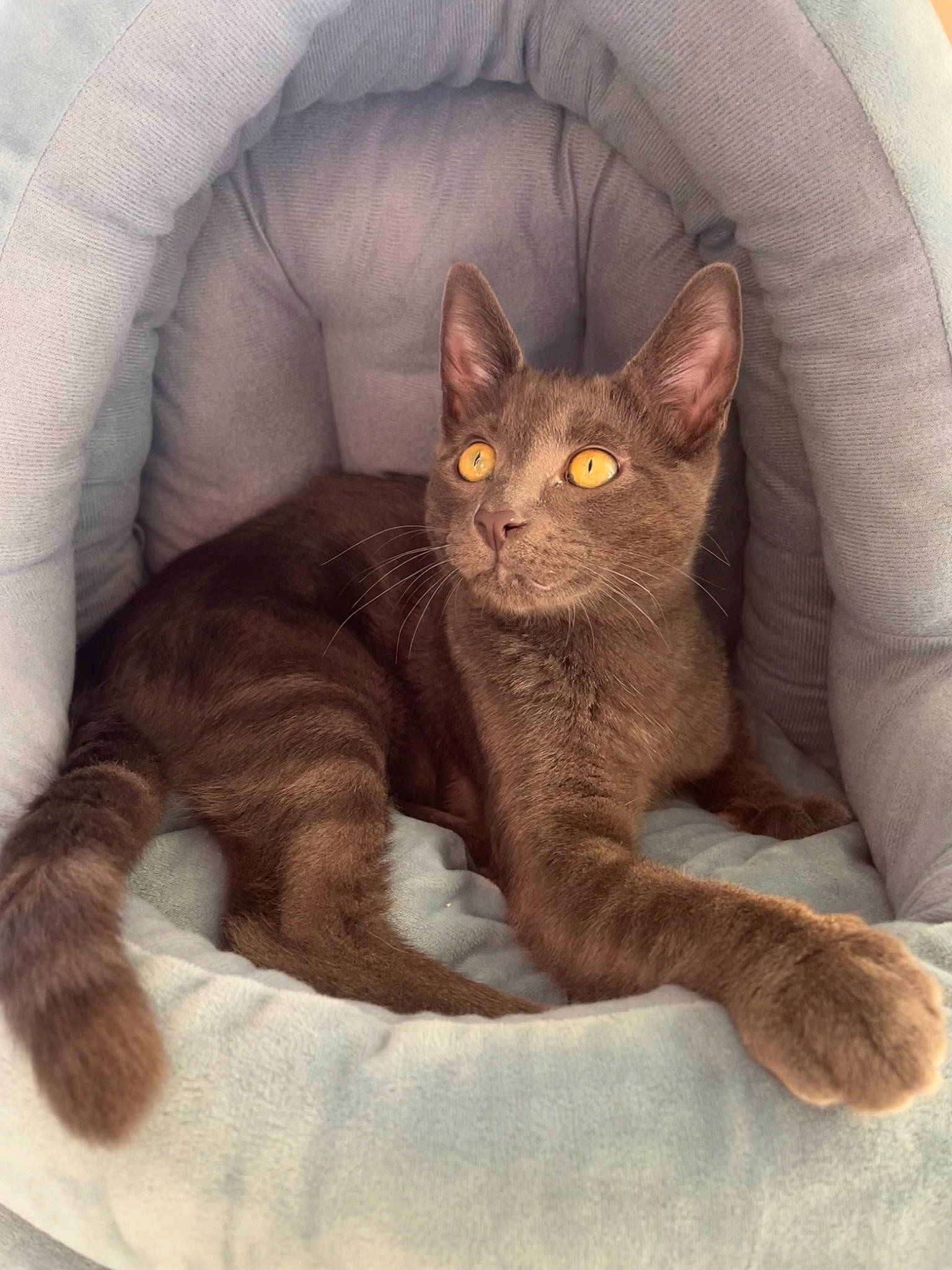 Green Bean joined the competition — help win amazing prizes! black_cat, carnivore, cat, cat_supply, comfort, domestic_short_haired_cat, ear, fawn, felidae, fur, grey, havana_brown, paw, sitting, small_to_medium_sized_cats, snout, tail, terrestrial_animal, whiskers