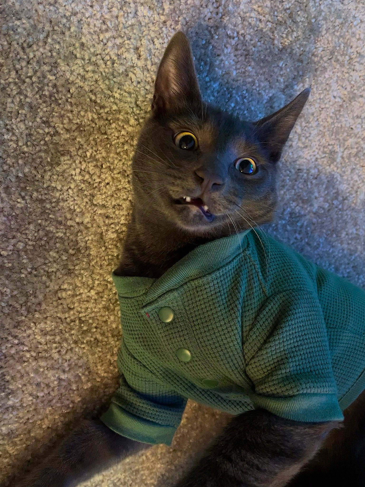 Green Bean joined the competition — help win amazing prizes! carnivore, cat, comfort, domestic_short_haired_cat, electric_blue, fawn, felidae, fur, grey, russian_blue, sitting, small_to_medium_sized_cats, snout, tail, terrestrial_animal, whiskers