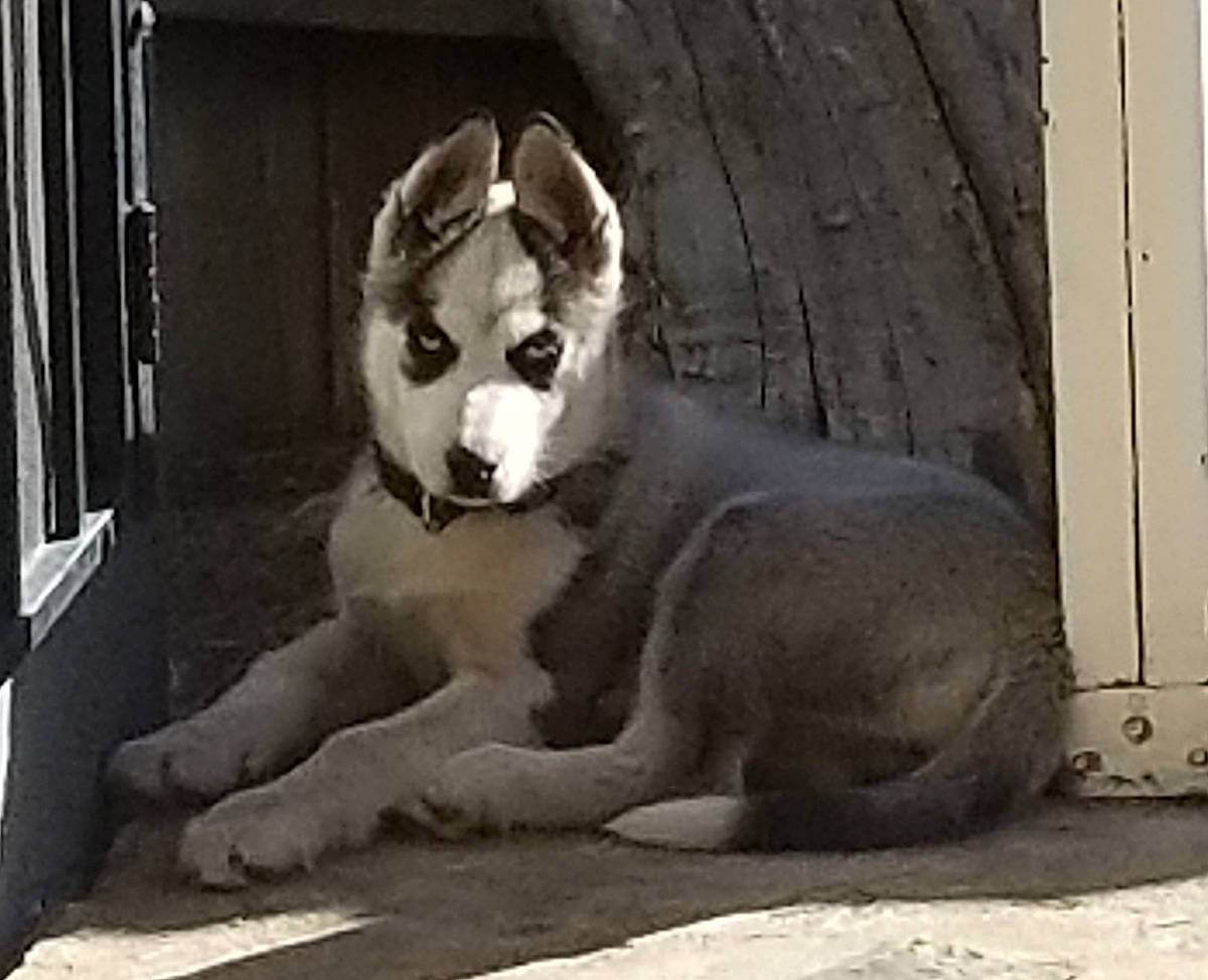 Blu is registered to the contest to win money with this photo: alaskan_klee_kai, alaskan_malamute, canadian_eskimo_dog, canidae, carnivore, dog, dog_breed, mammal, miniature_siberian_husky, native_american_indian_dog, northern_inuit_dog, rare_breed_dog, sakhalin_husky, seppala_siberian_sleddog, siberian_husky, sled_dog, snout, sporting_group, vertebrate, wolfdog