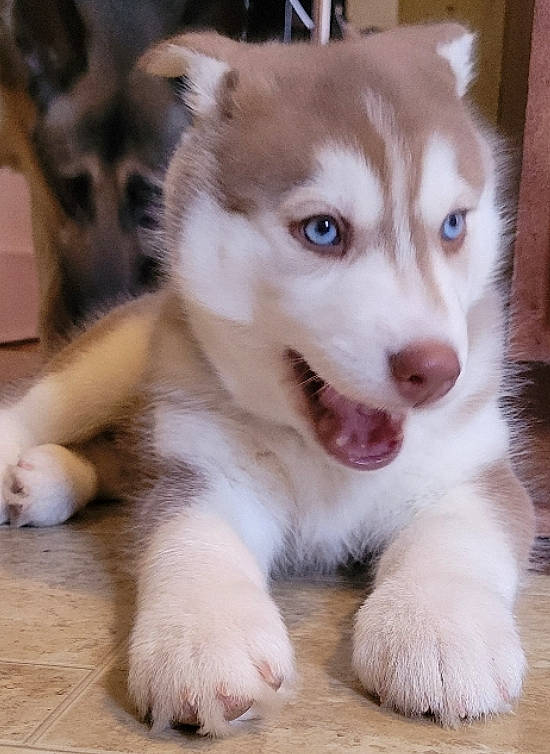 Inuyasha joined the competition — help win amazing prizes! ancient_dog_breeds, canidae, canis, carnivore, companion_dog, dog, dog_breed, fawn, fur, hardwood, non_sporting_group, paw, siberian_husky, sled_dog, sporting_group, terrestrial_animal, whiskers, wood, working_animal, working_dog