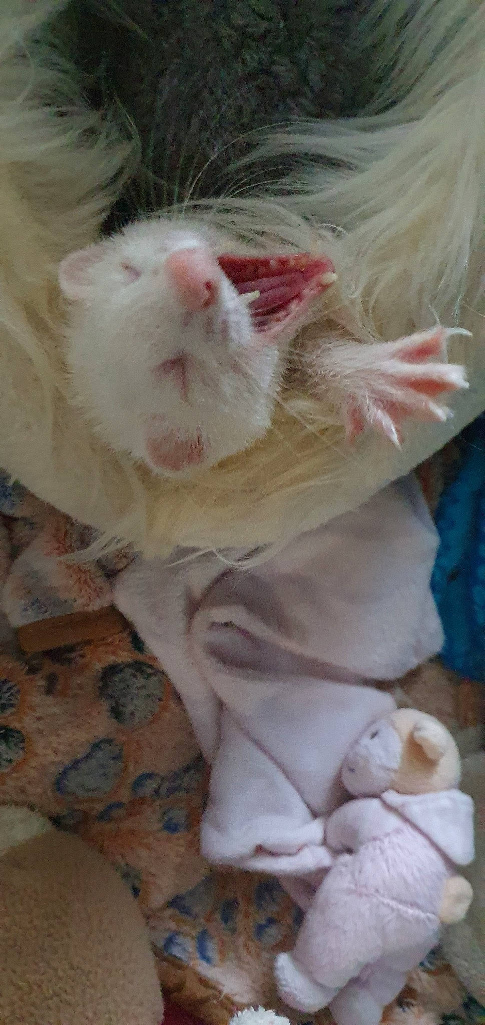 Fifille a rejoint le concours — aidez-le/la à gagner de superbes lots ! cat, fawn, fur, gerbil, muridae, muroidea, nose, rat, rodent, skin, snout, tail, turkish_angora, whiskers