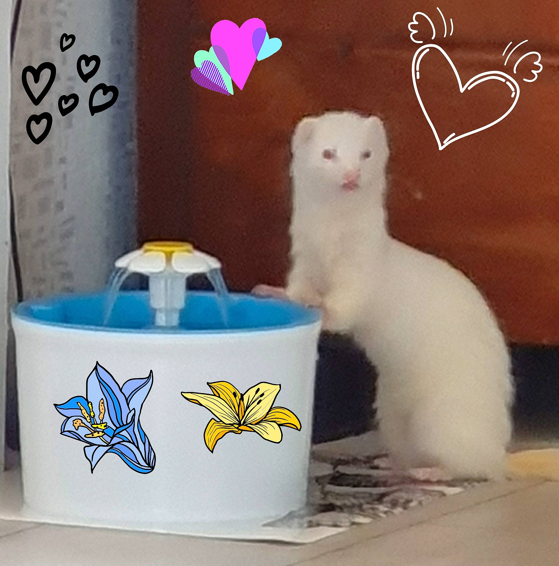 Fifille participe au concours pour gagner de l'argent avec cette photo : mustelidae