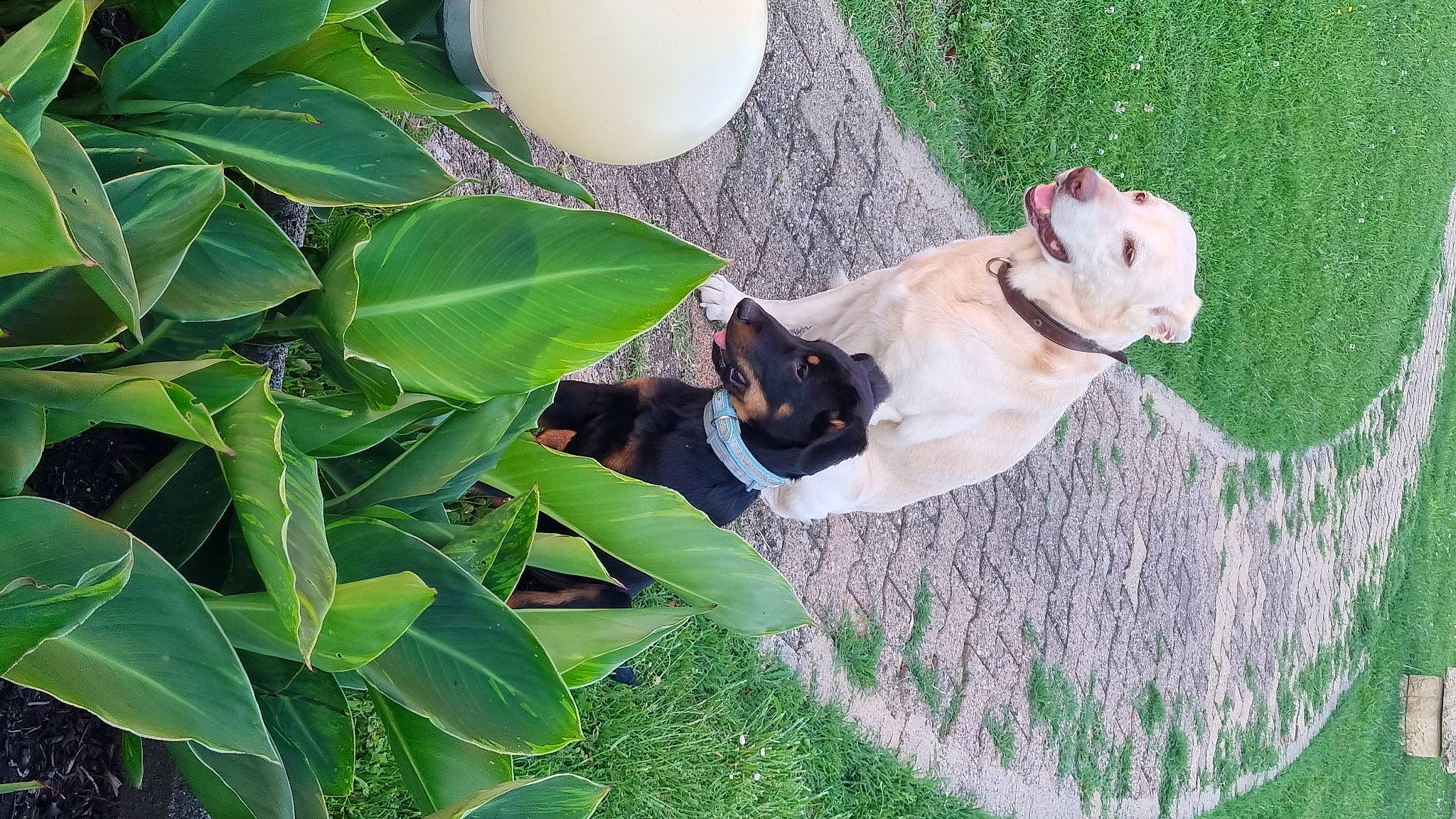 Flucky a rejoint le concours — aidez-le/la à gagner de superbes lots ! ball, carnivore, collar, companion_dog, cup, dog, dog_breed, dog_collar, fawn, flowering_plant, grass, green, leisure, non_sporting_group, plant, sitting, sporting_group, tail, terrestrial_plant, working_animal