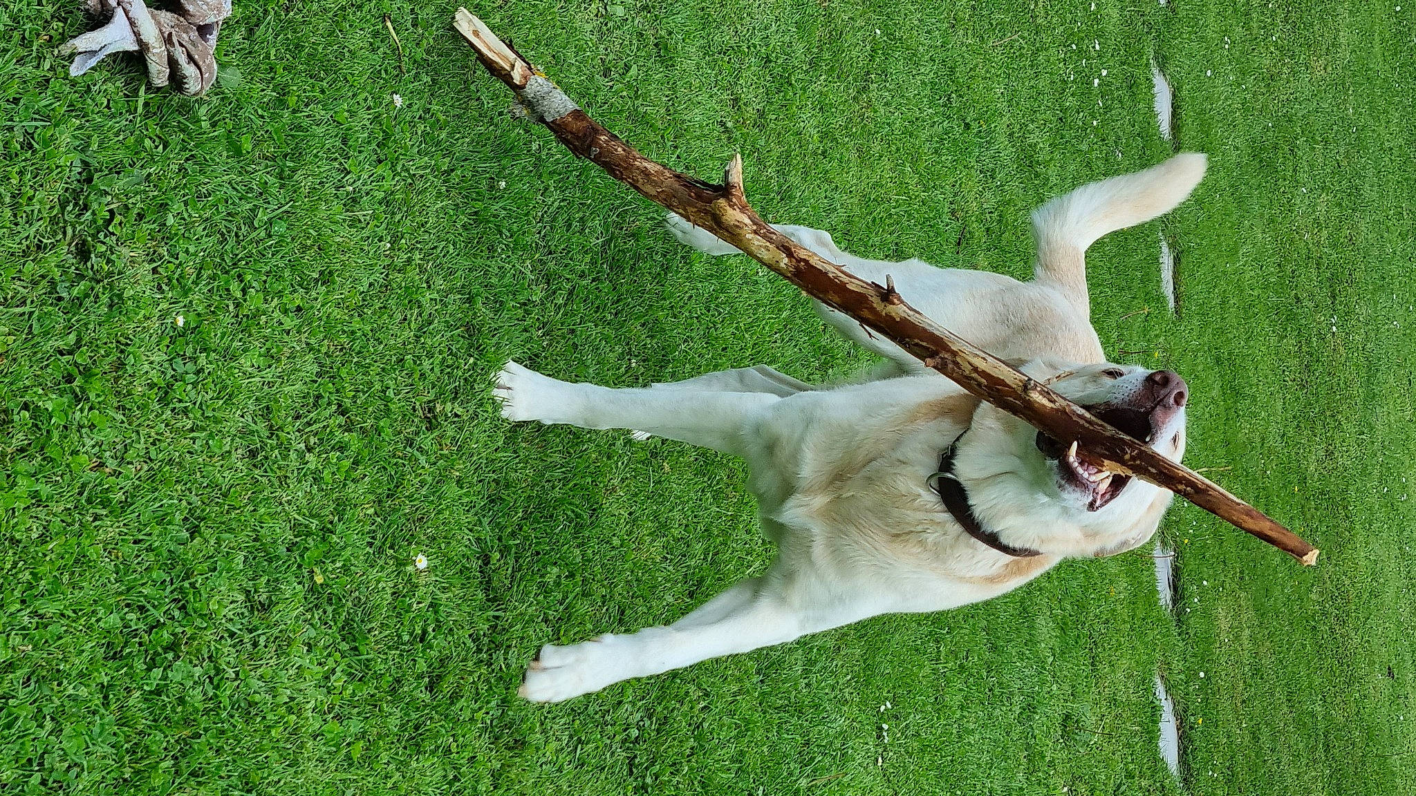 Flucky a rejoint le concours — aidez-le/la à gagner de superbes lots ! canidae, carnivore, collar, companion_dog, dog, dog_breed, fawn, grass, groundcover, insect, lawn, leash, pasture, plant, sporting_group, tail, terrestrial_animal, wildlife, wing, wood