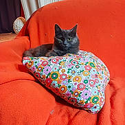 Grisou participe au concours pour gagner de l'argent avec cette photo : animal, cat, comfort, couch, cozy, cute, eyes, feline, floral_pillow, flower_pattern, fluffy, gray_cat, home, indoor, orange_couch, pet, pillow, relaxed, resting, sitting