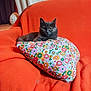 animal, cat, comfort, couch, cozy, cute, eyes, feline, floral_pillow, flower_pattern, fluffy, gray_cat, home, indoor, orange_couch, pet, pillow, relaxed, resting, sitting