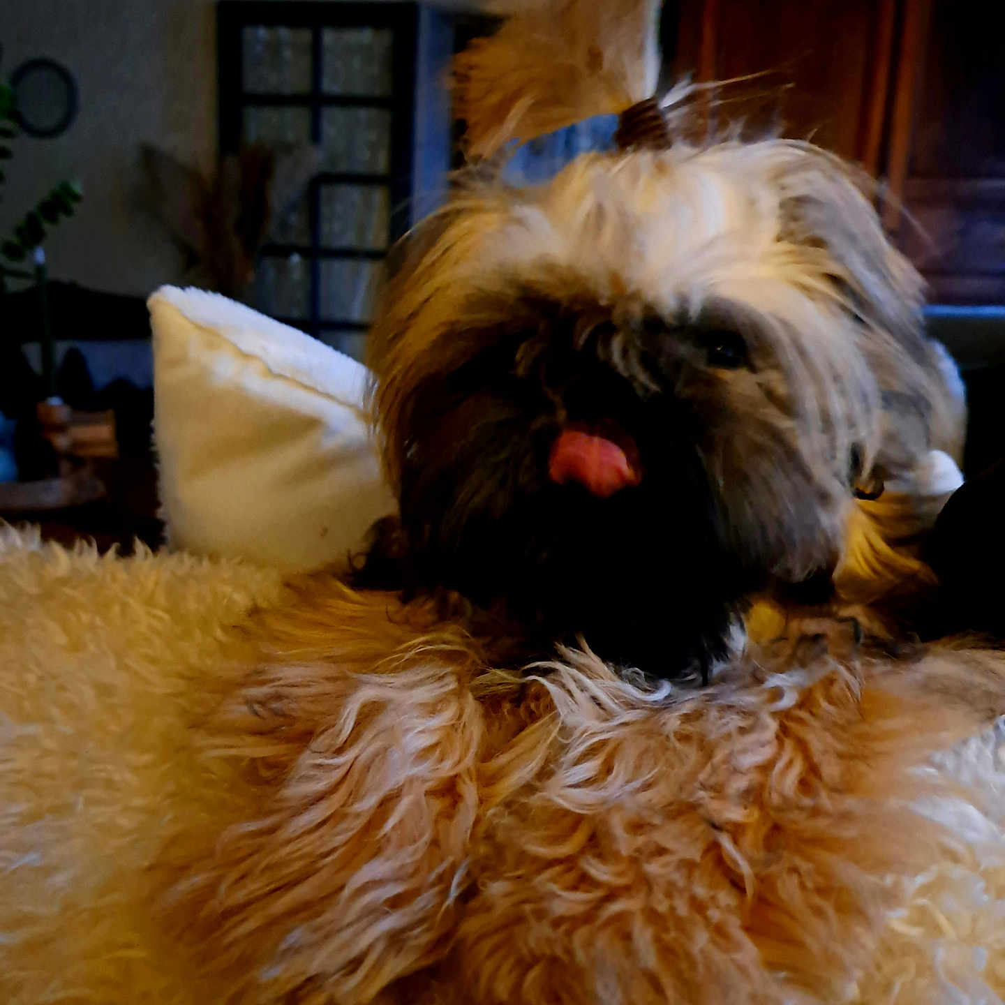 Charly a rejoint le concours — aidez-le/la à gagner de superbes lots ! affenpinscher, animal, bodypart, bulldog, canine, cockerspaniel, couch, cushion, dog, furniture, homedecor, indoors, mouth, person, pet, poodle, puppy, terrier