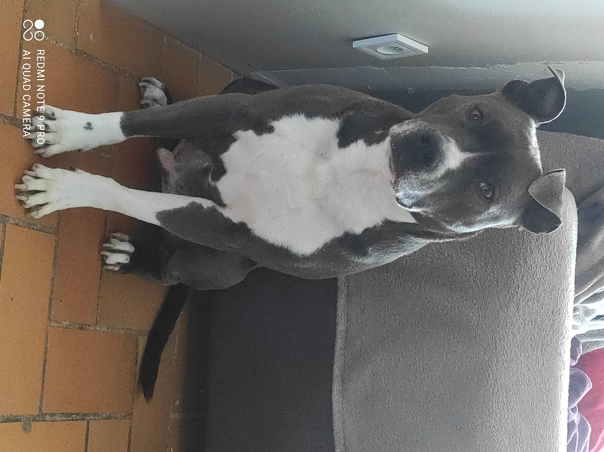 Pablo a rejoint le concours — aidez-le/la à gagner de superbes lots ! automotive_design, automotive_exterior, bumper, car, carnivore, comfort, companion_dog, dog, dog_breed, fur, grey, hood, snout, tail, tints_and_shades, vehicle_door, whiskers, window, windshield, wood