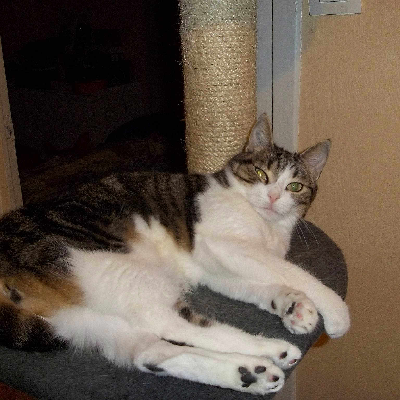 Indorina