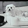 Sushi a rejoint le concours — aidez-le/la à gagner de superbes lots ! adorable, animal, ball, black_and_white, canine, dog, dog_bed, fluffy, furniture, home, indoor, lying_down, pet, pet_bed, portrait, puppy, sitting, small_dog, toy, white_dog