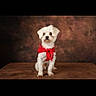 Sushi participe au concours pour gagner de l'argent avec cette photo : accessory, animal, brown_background, centered, cute, dog, fluffy, formal, front_view, furry, pet, photography, portrait, red_bow, sitting, small_dog, studio, tabletop, white_dog, white_fur