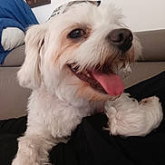 Sushi participe au concours pour gagner de l'argent avec cette photo : animal, black_clothing, close_up, couch, dog, fluffy, happy, indoors, lap, living_room, long_hair, nose, panting, pet, playful, portrait, sitting, tongue, white_dog, white_fur