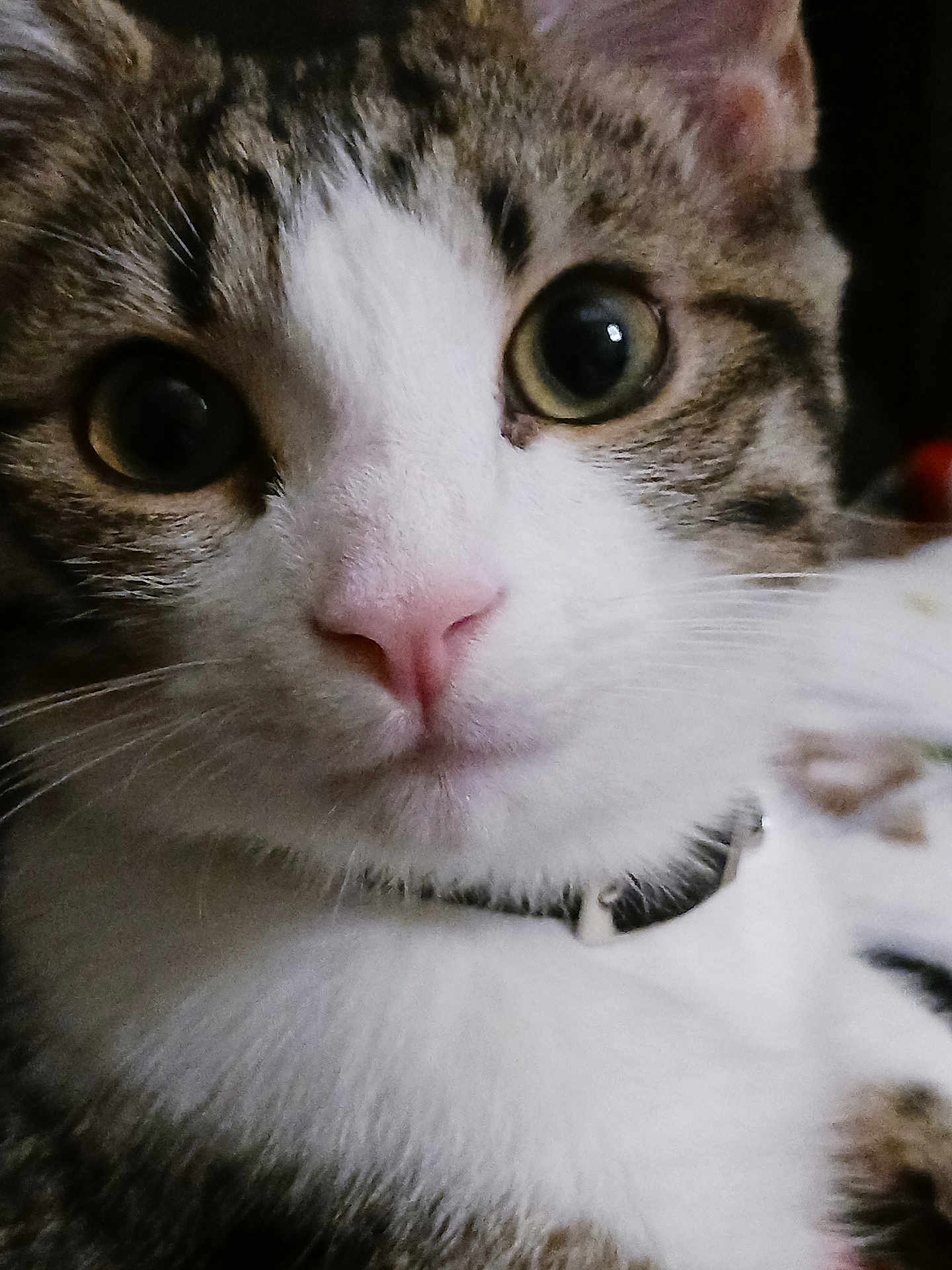 Bandit joined the competition — help win amazing prizes! cat, close_up, face, fur, whiskers, pink_nose, wide_eyes, collar, pet, animal, cute, tabby, white_fur, indoor, portrait, feline, curious, domestic_cat, mammal, closeup