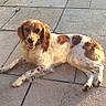 dog, canine, outdoor, pavement, sunlight, laying_down, brown_spots, white_fur, happy, pet, animal, daylight, relaxed, nature, grass, shadow, spot, fur, mammal, friendly