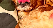 Maya a rejoint le concours — aidez-le/la à gagner de superbes lots ! dog, sunglasses, tongue, relaxed, couch, paw, fur, indoors, pet, canine, yellow, accessory, cute, tongue_out, resting, cozy, home, animal, playful, muzzle