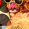 Maya participe au concours pour gagner de l'argent avec cette photo : dog, sunglasses, tongue_out, relaxed, cushion, blanket, paw, indoor, pet, cozy, brown_fur, laying_down, cute, accessory, resting, comfortable, funny, portrait, animal, canine