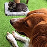 Maya participe au concours pour gagner de l'argent avec cette photo : dog, kitten, cat, pet, animal, grass, scratching_post, indoor, resting, fur, cute, relaxed, paw, closeup, brown_dog, black_kitten, soft_pad, tongue_out, floor, companion