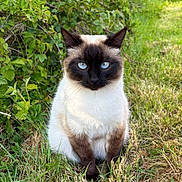 Mia a rejoint le concours — aidez-le/la à gagner de superbes lots ! alert, animal, blue_eyes, cat, close_up, dark_face, fur, garden, grass, greenery, nature, outdoors, pet, pointed_ears, portrait, seal_point, siamese_cat, sitting, whiskers, white_body