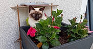 Mia a rejoint le concours — aidez-le/la à gagner de superbes lots ! animal, cat, corner, curious, cute, decor, feline, flower_pot, garden, green_leaves, home, nature, outdoor, pet, pink_flower, plant, portrait, siamese_cat, sitting, wall