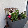 Mia a rejoint le concours — aidez-le/la à gagner de superbes lots ! cat, siamese_cat, flower_pot, plant, pink_flower, green_leaves, wall, corner, outdoor, pet, animal, curious, nature, garden, home, decor, feline, sitting, portrait, cute